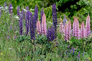 Lupinus x regalis Russell Lupin (L. arboreus x polyphyllus)