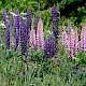 Lupinus x regalis