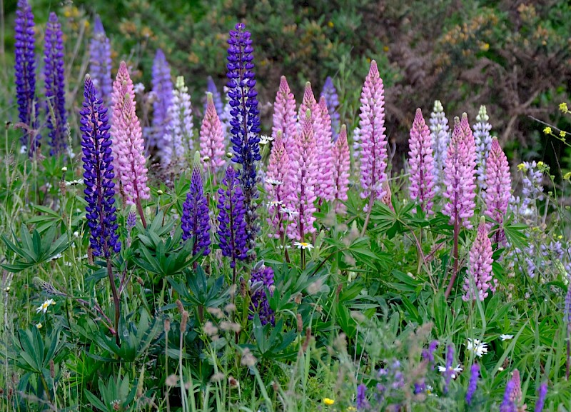 Lupinus x regalis - © Charles Hipkin