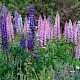 Lupinus x regalis