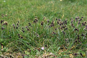 Luzula campestris Field Wood-rush