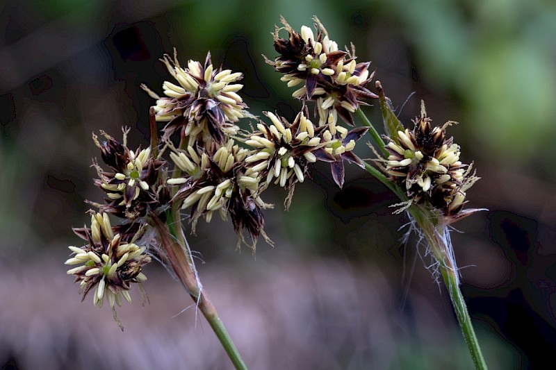 Luzula campestris - © Charles Hipkin