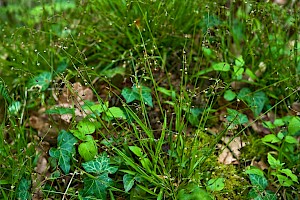 Luzula pilosa Hairy Wood-rush