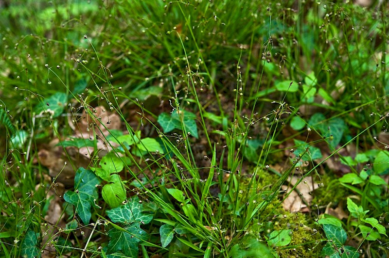 Luzula pilosa - © Charles Hipkin