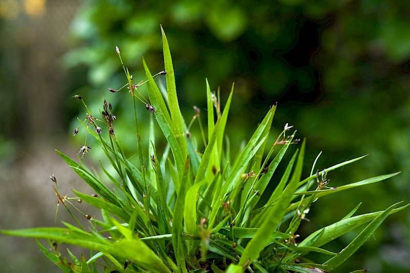 Luzula pilosa - © Charles Hipkin