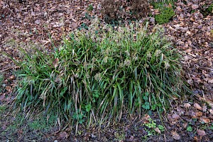 Luzula sylvatica Great Wood-rush