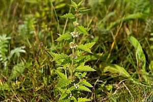 Lycopus europaeus Gypsywort