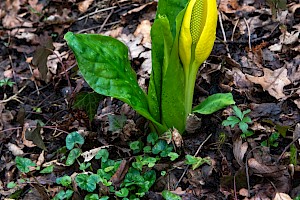 Lysichiton americanus American Skunk-cabbage