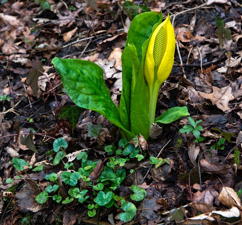 Lysichiton americanus - © Charles Hipkin