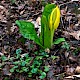 Lysichiton americanus