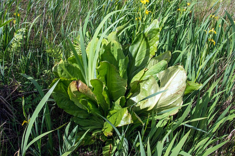 Lysichiton americanus - © Charles Hipkin