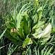 Lysichiton americanus