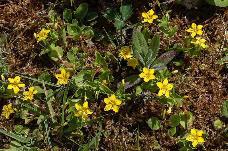 Lysimachia nemorum - © Charles Hipkin