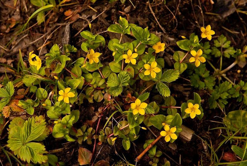 Lysimachia nemorum - © Charles Hipkin