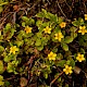 Lysimachia nemorum