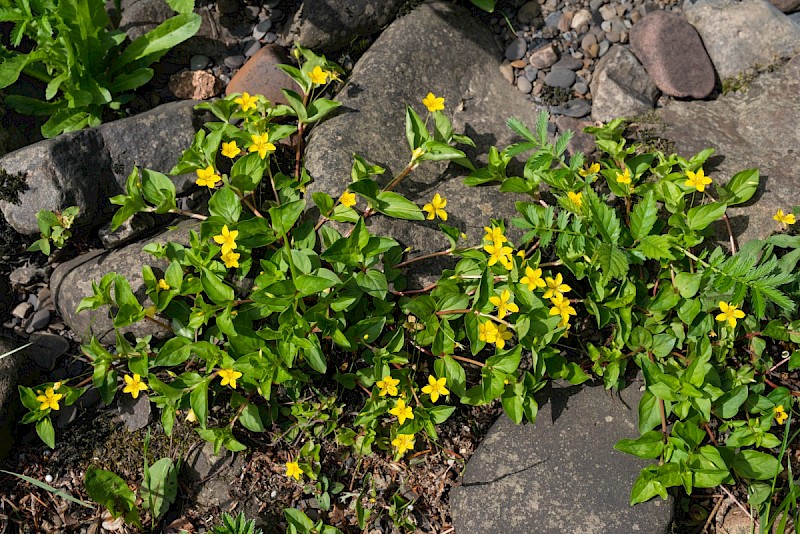 Lysimachia nemorum - © Charles Hipkin