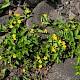 Lysimachia nemorum