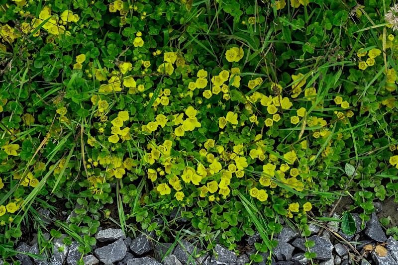 Lysimachia nummularia - © Charles Hipkin