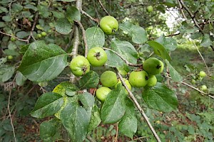 Malus sylvestris Crab Apple