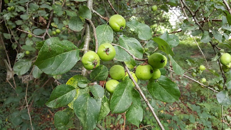 Malus sylvestris - © Barry Stewart