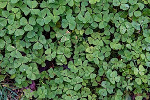 Medicago arabica Spotted Medick