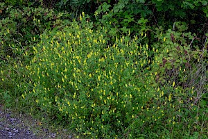 Melilotus altissimus Tall Melilot