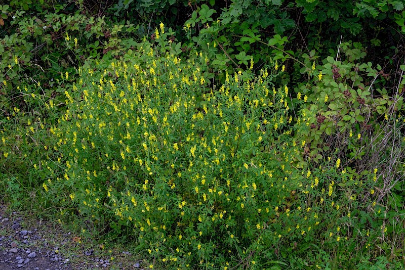 Melilotus altissimus - © Charles Hipkin