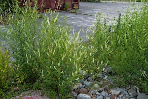 Melilotus albus White Melilot