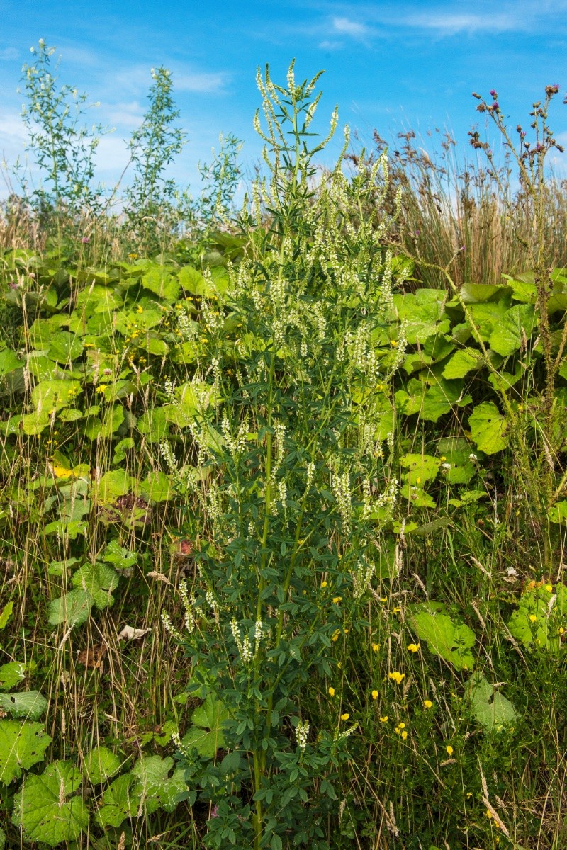 Melilotus albus - © Charles Hipkin