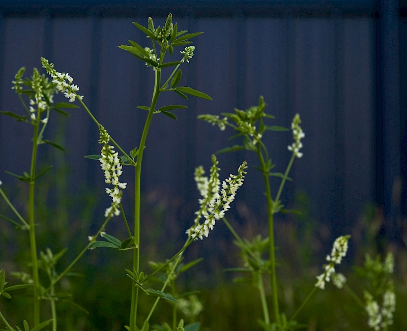 Melilotus albus - © Charles Hipkin