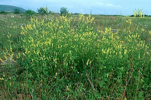 Melilotus officinalis Ribbed Melilot