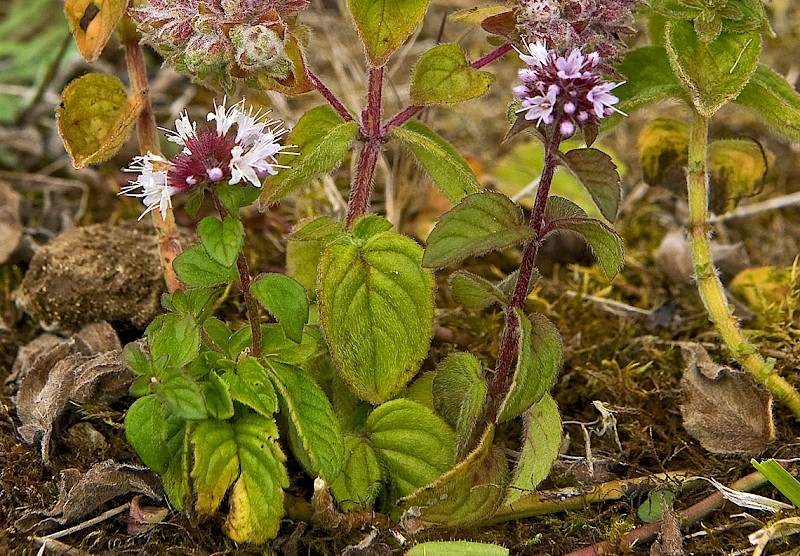 Mentha aquatica - © Charles Hipkin