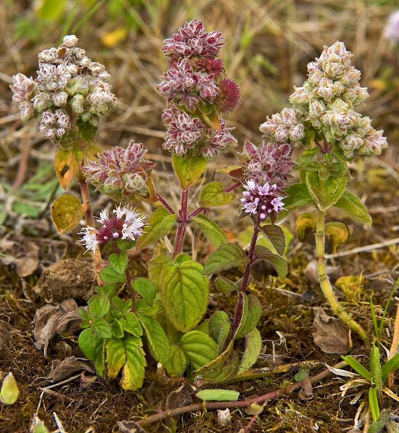 Mentha aquatica - © Charles Hipkin