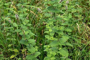 Mentha suaveolens Round-leaved Mint