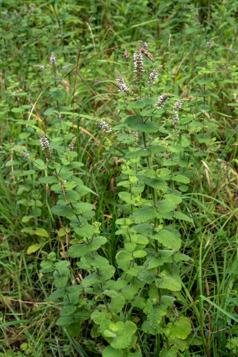 Mentha suaveolens - © Charles Hipkin