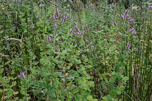 Mentha x villosa Apple-mint