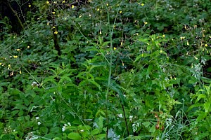 Mycelis muralis Wall Lettuce