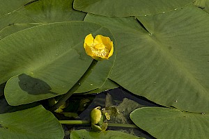 Nuphar lutea Yellow Water-lily