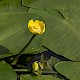 Nuphar lutea