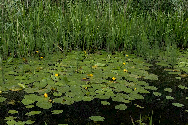 Nuphar lutea - © Charles Hipkin