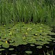 Nuphar lutea