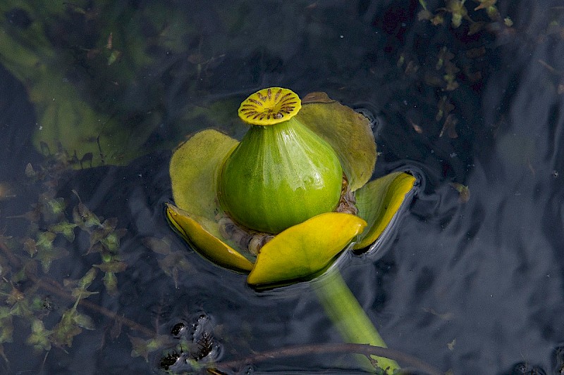 Nuphar lutea - © Charles Hipkin