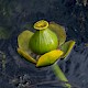 Nuphar lutea