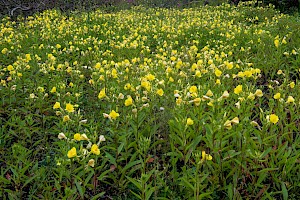 Oenothera cambrica Small-flowered Evening-primrose