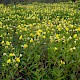 Oenothera cambrica