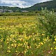 Oenothera cambrica