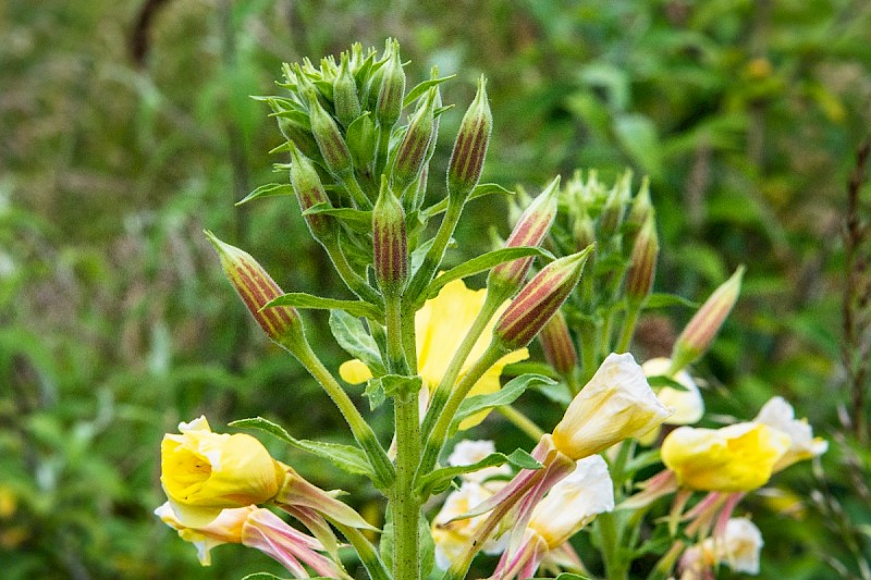 Oenothera x fallax - © Charles Hipkin