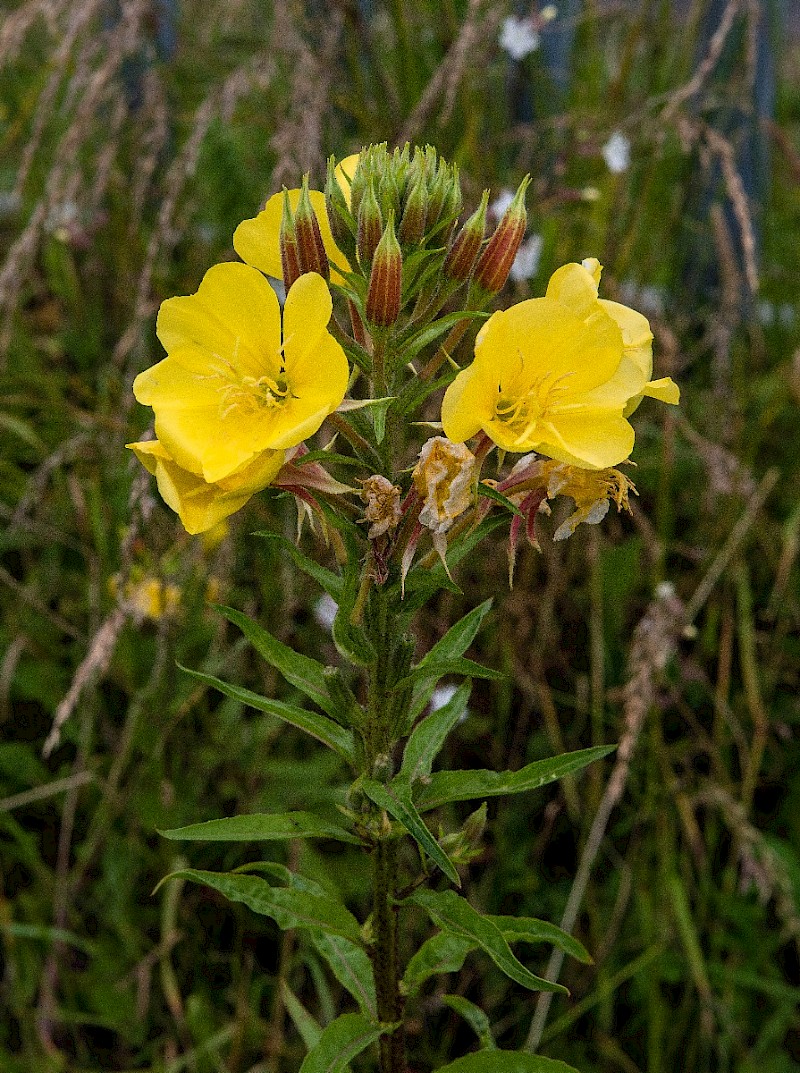 Oenothera x fallax - © Charles Hipkin