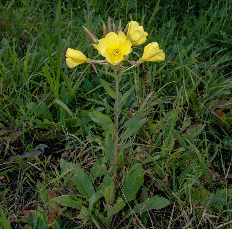 Oenothera glazioviana - © Charles Hipkin