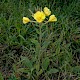 Oenothera glazioviana